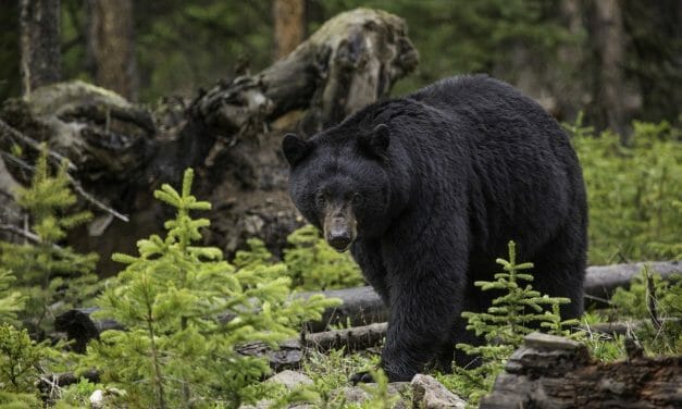 The Bear Protection Act Needs Your Support