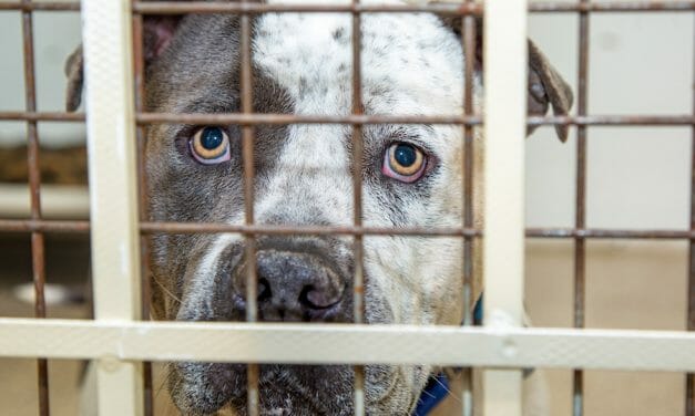 SIGN: Justice for 29 Caged Dogs Forced to Fight for Their Lives