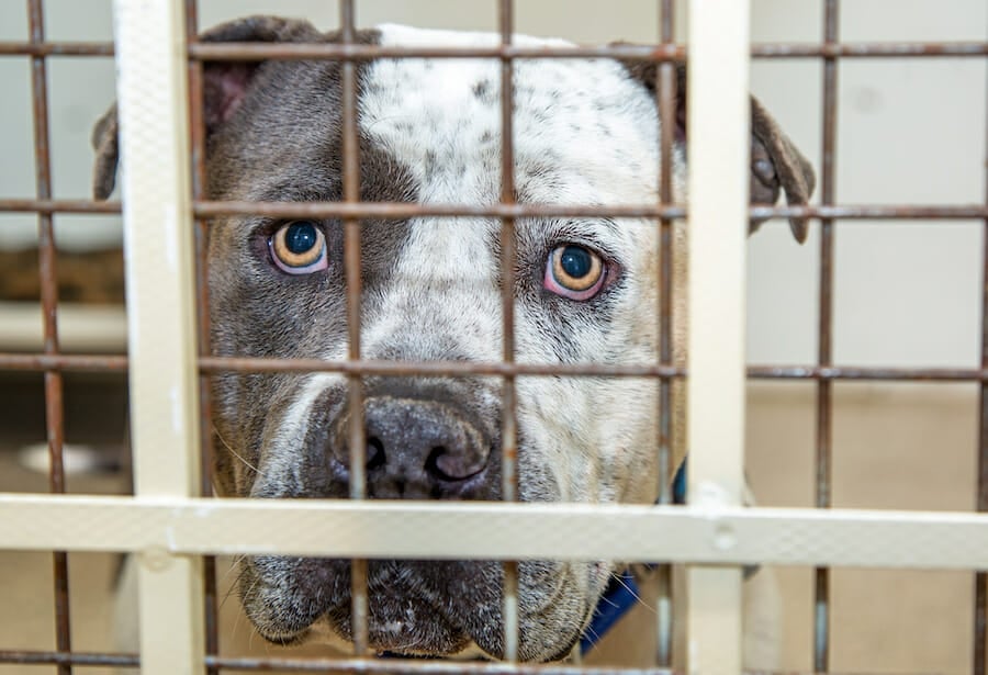 SIGN: Justice for 29 Caged Dogs Forced to Fight for Their Lives