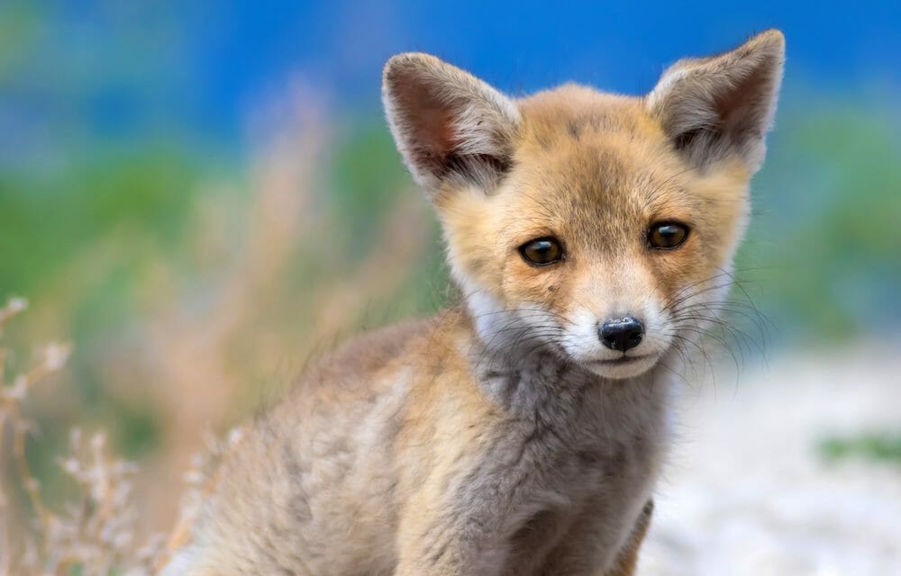 sad fox cub