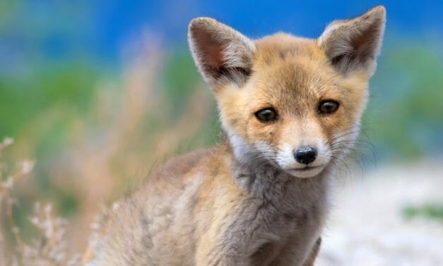 SIGN: Ban Deadly Cyanide Bombs That Poison and Kill Innocent Wild Animals and Pets