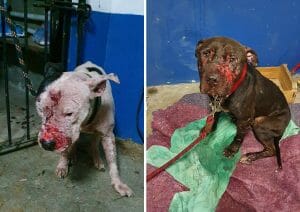 pit bulls rescued from Brazilian dog fight