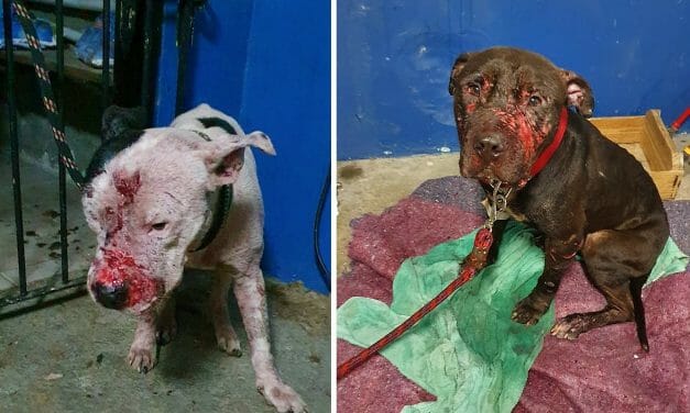 SIGN: Justice for Dogs Forced to Fight to the Death, Then Cooked and Eaten