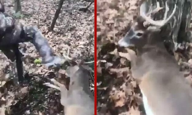 SIGN: Justice for Deer Beaten, Antlers Ripped Off by Laughing Teens in Snapchat Video