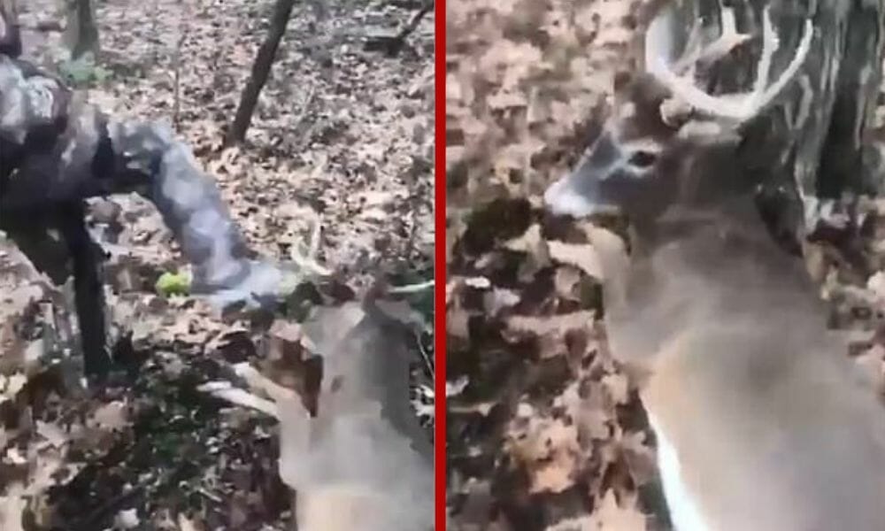 teenagers kicking deer Pennsylvania