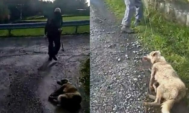 SIGN: Justice for Mother Dog Shot and Dragged with Rope Just After Giving Birth