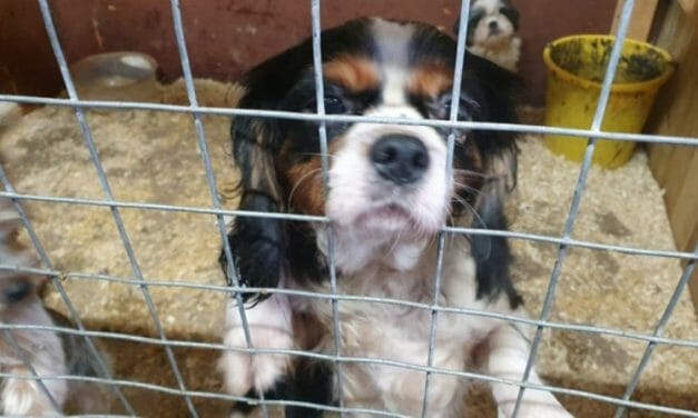 SIGN: Justice for 31 Dogs Trapped in Filthy Cages by Cruel Puppy Breeders