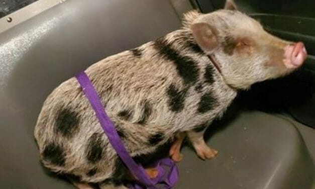 Potbellied Pig Goes on the Run at Thanksgiving