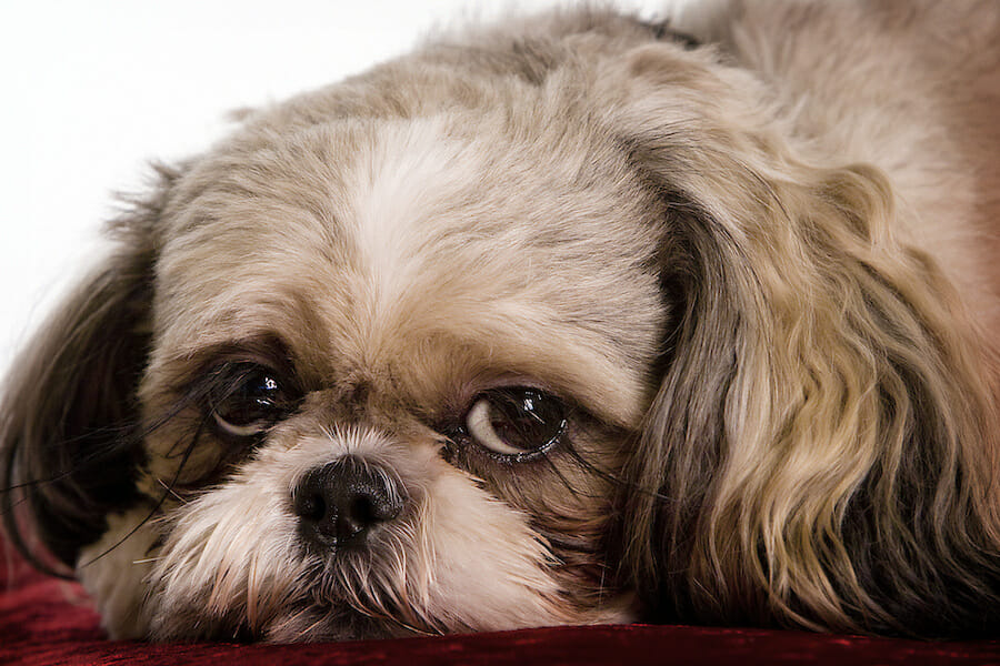 SIGN: Justice for Lucy, Shih Tzu Cruelly Beheaded and Dismembered