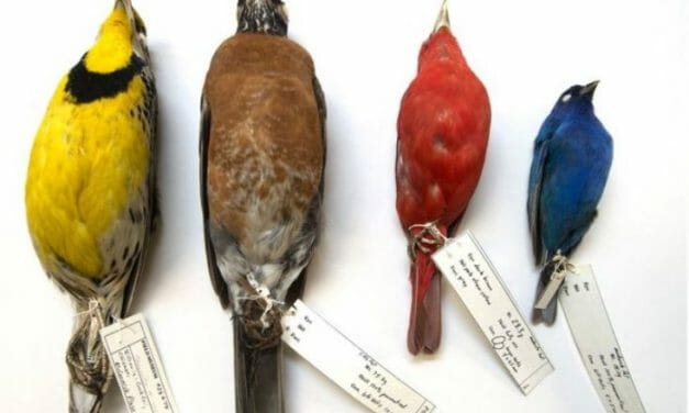 Scientists Say Climate Change is Causing Birds to Shrink