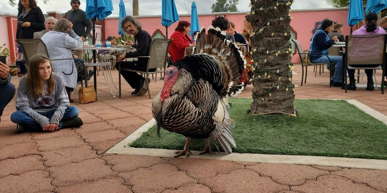 Turkey steals the show at Govinda’s restaurant reopening on Thanksgiving