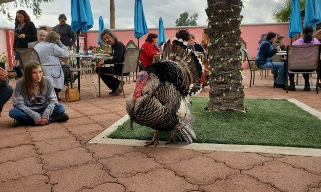 Turkey steals the show at Govinda’s restaurant reopening on Thanksgiving