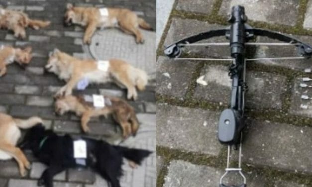 SIGN: Justice for 8 Dogs Shot with Poison Arrows by Dog Meat Seller