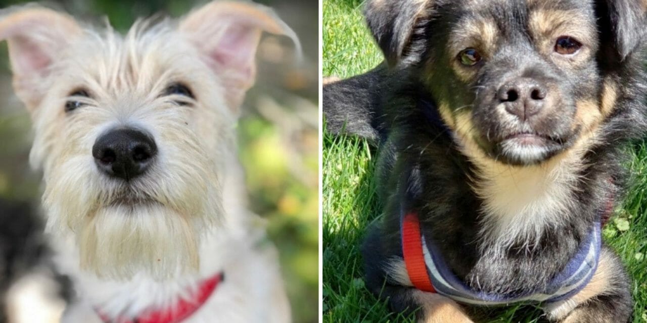 These Groups Are Joining Forces to Save Cats and Dogs from High-Kill Shelters