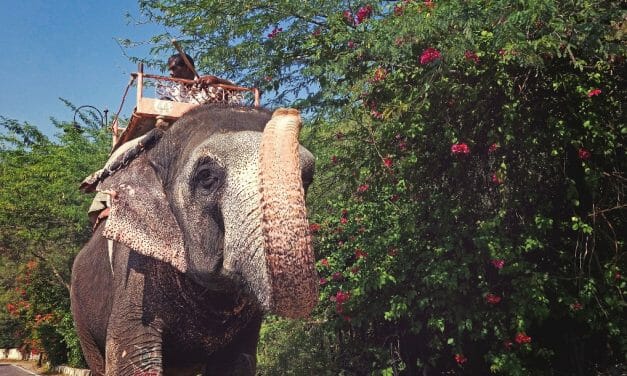 Six-Year-Old Boy From Essex Helps Stop Cruelty to Baby Elephants