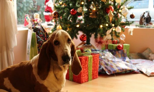 6 Tips to Help Keep Your Pets Safe and Happy This Holiday Season