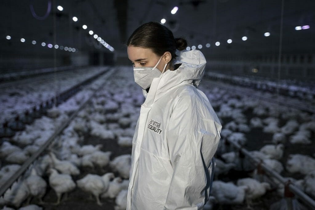 Rooney Mara on chicken farm