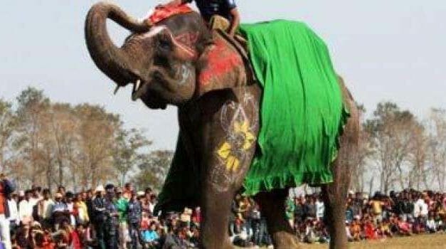 SIGN: Justice for Elephants Beaten Until They Bleed at Cruel Chitwan Festival