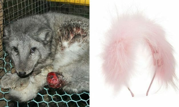 SIGN: Neiman Marcus, Stop Selling Children Fur from Slaughtered Animals