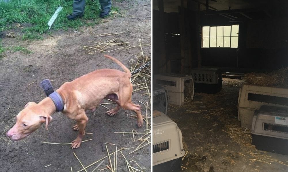 SIGN: Justice for 49 Wounded Dogs Forced to Live in Own Urine and Feces