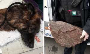 Dog Tied to Rock and Dumped in River in Nottinghamshire