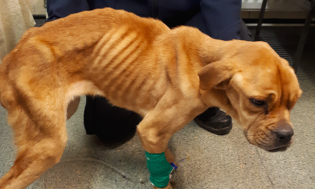 SIGN: Justice for Abandoned Dog Found Hours from Death