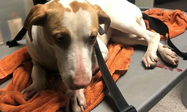 SIGN: Justice for Puppy Hurled from Overpass And Left for Dead