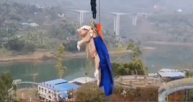 SIGN: Justice for Screaming Pig Forced to Bungee Jump Over 200 Feet