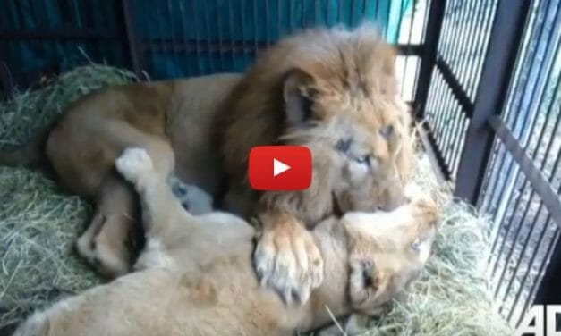 VIDEO: Two Lions Rescued from Circus Shower Each Other with Love and Affection