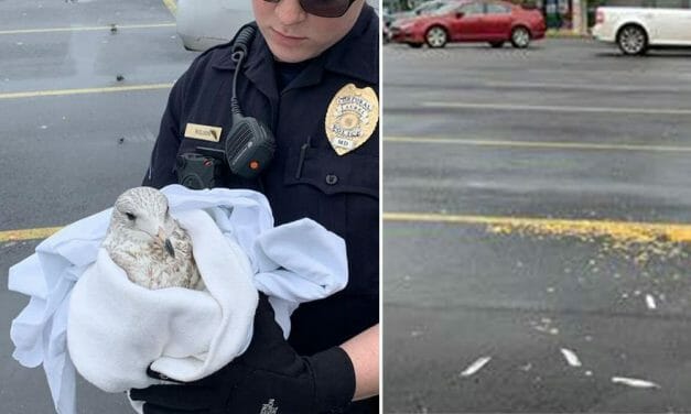 SIGN: Justice for Seagulls Lured with Popcorn And Brutally Run Over