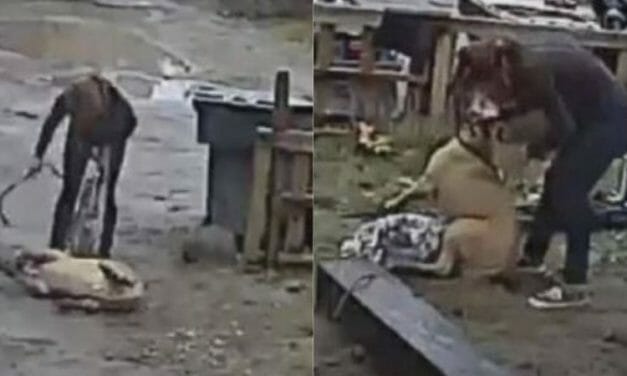 SIGN: Justice for Puppy Kicked, Beaten and Bitten On Camera