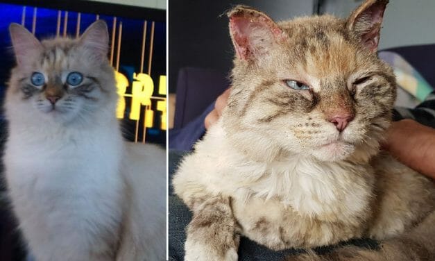 Family Overjoyed by Return of Missing Cat Lost During Australian Bushfires