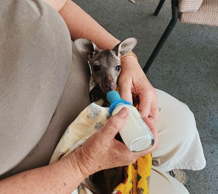 Knitters Are Making Adorable Blankets for Animal Victims of Australian Wildfires