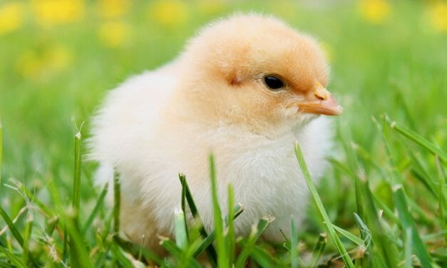 France, Germany Plan to End Male Chick ‘Shredding’ by 2021