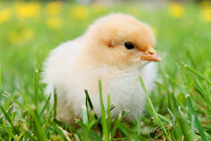 Chick in field