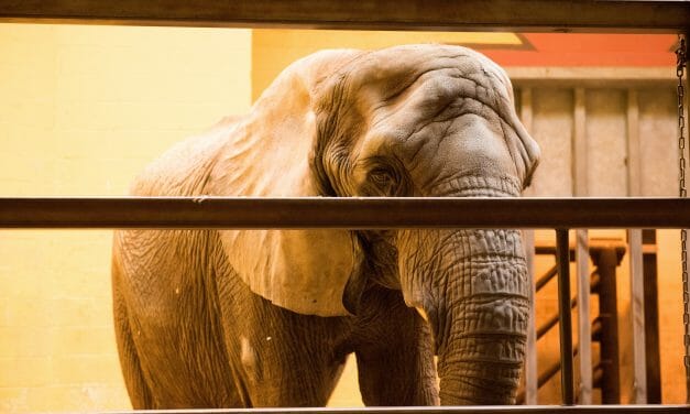 Animal Welfare in Zoos: The 10 Worst Zoos for Elephants in 2019