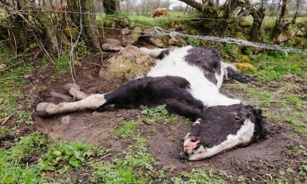 SIGN: Justice for 30 Horses Left To Wither Away to Skeletons