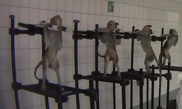 Judge Orders Cruel German Research Lab to Give Up All Animals