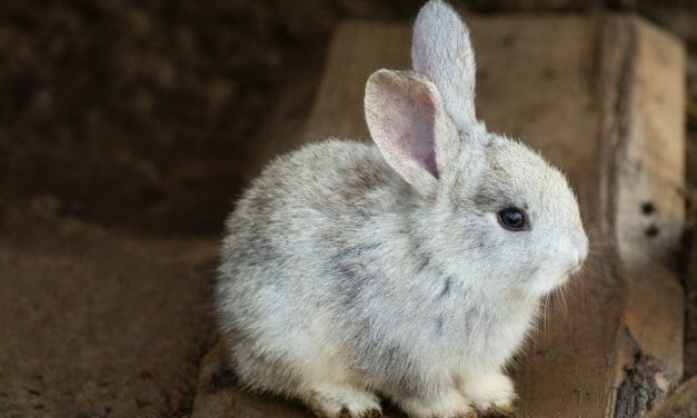 California Becomes The First State in the US To Ban Animal Cosmetics Testing