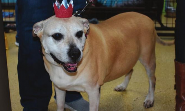 Charming Rescue Dog Finds Forever Home After Six Years At The Shelter