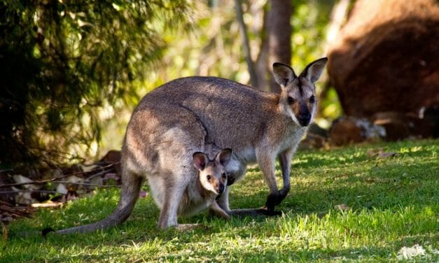 Versace Halts Use of Kangaroo Leather Amid Australian Bush Fires
