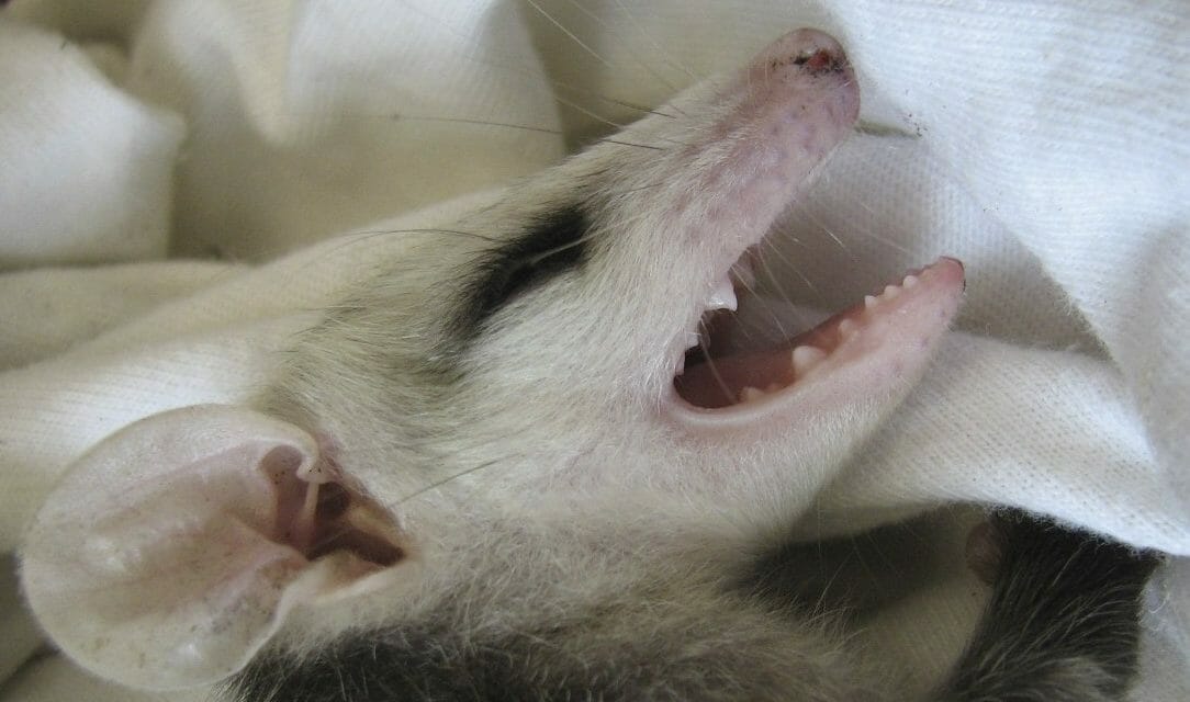 upset baby opossum