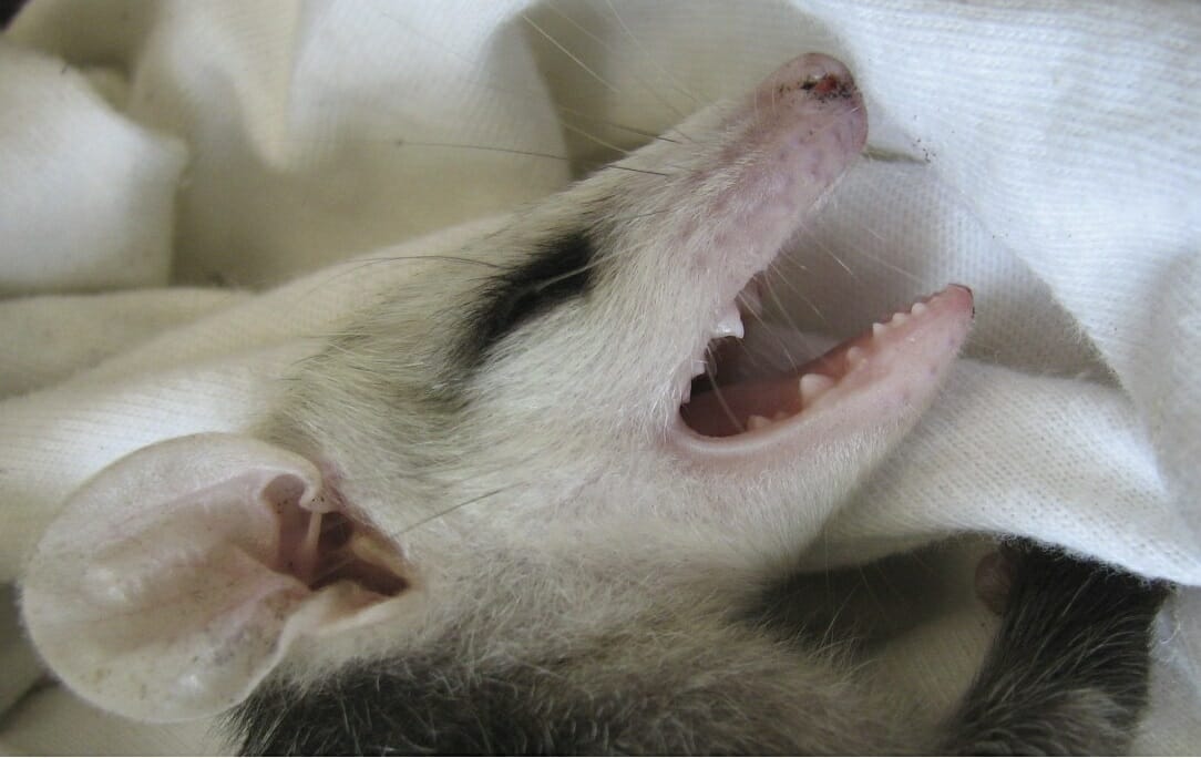 upset baby opossum