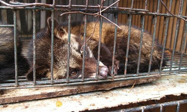 SIGN: End The Sickening Wild Animal Trade in China