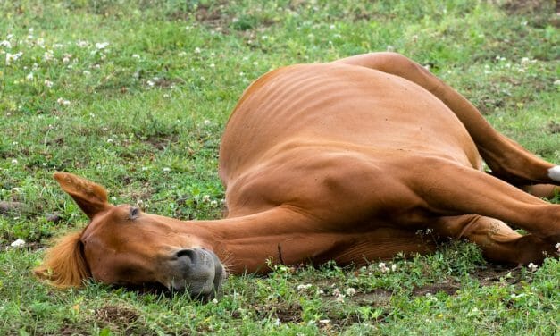 SIGN: Justice for Horse Zip-Tied By the Legs and Dumped like Trash