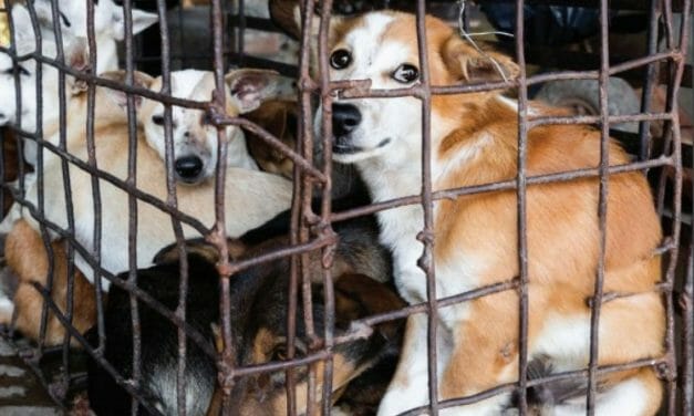 Dog and Cat Meat Trade Linked to Increased Risk of Rabies and Coronavirus, New Report Shows