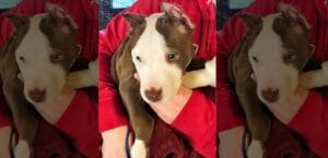 Puppy in Greenville NC with ears cut off 2