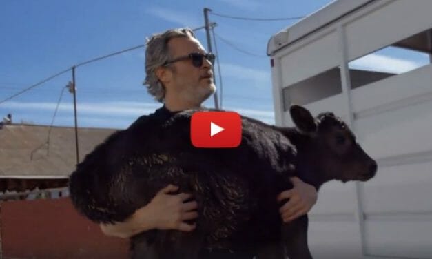 VIDEO: Joaquin Phoenix Saves Mother Cow and Newborn Calf from LA Slaughterhouse