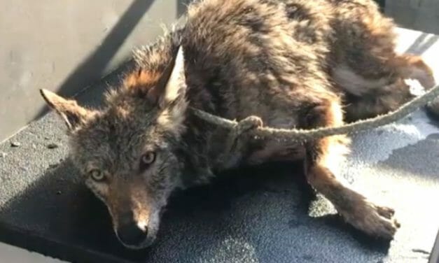 SIGN: Justice for Coyote Rescued from Water, Only to Be Cruelly Put Down