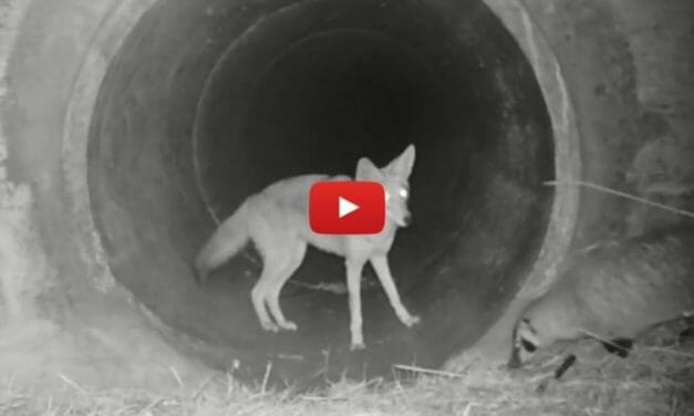 VIDEO: Coyote and Badger Playfully Cross Under California Highway Together